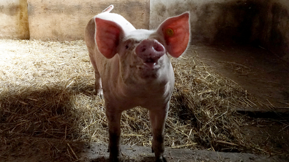 Vlees