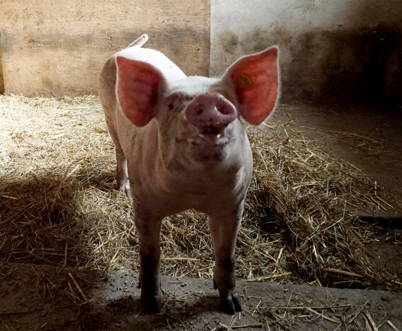 Blij varken bij 't Boeren Besoyen